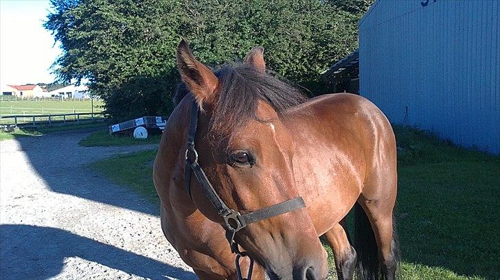 New Forest Lundgaards kahlua <3 - smukke hest ( taget af mig)) billede 9