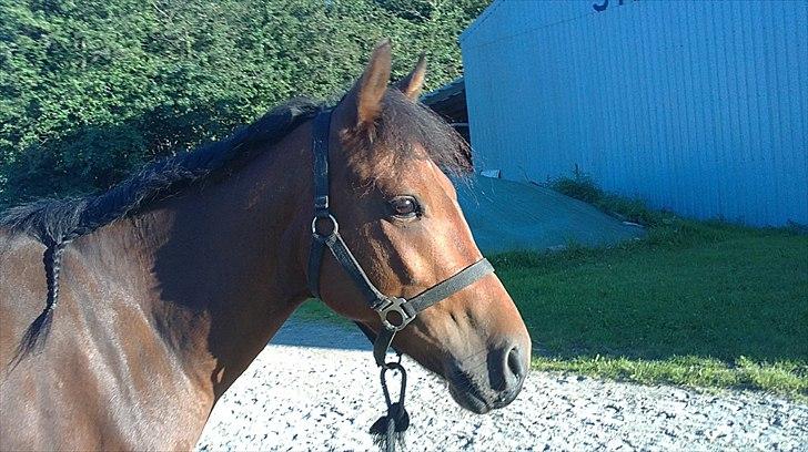 New Forest Lundgaards kahlua <3 - <333 (taget af mig) billede 10