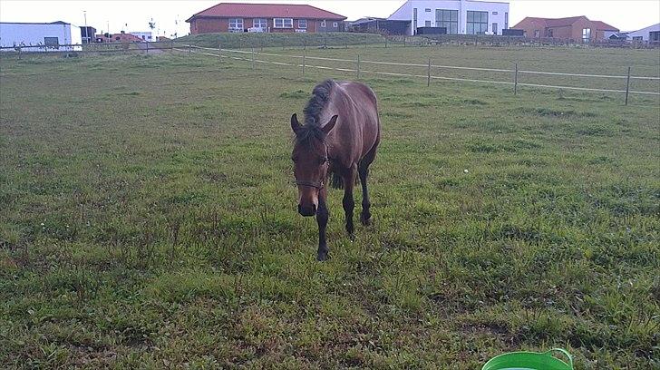 New Forest Lundgaards kahlua <3 - =P  kahlua på fold (taget af mig) billede 11