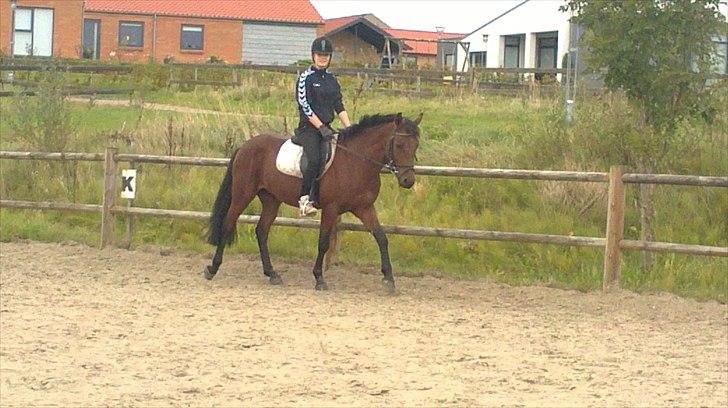 New Forest Lundgaards kahlua <3 - træning ( taget af Sandra ) billede 12