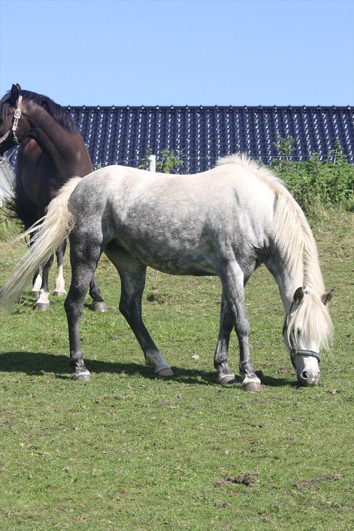 Welsh Pony (sec B) | SABINE *SOLGT* - på marken  billede 9