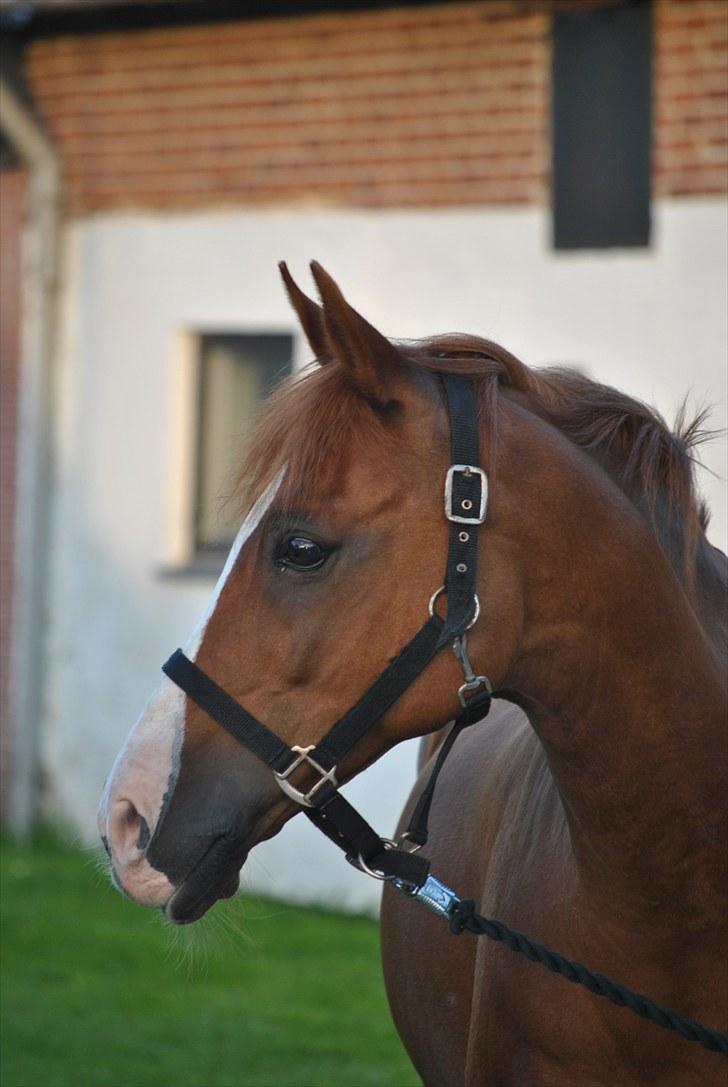 Hollandsk Sportspony Armando<3 -RIP billede 1