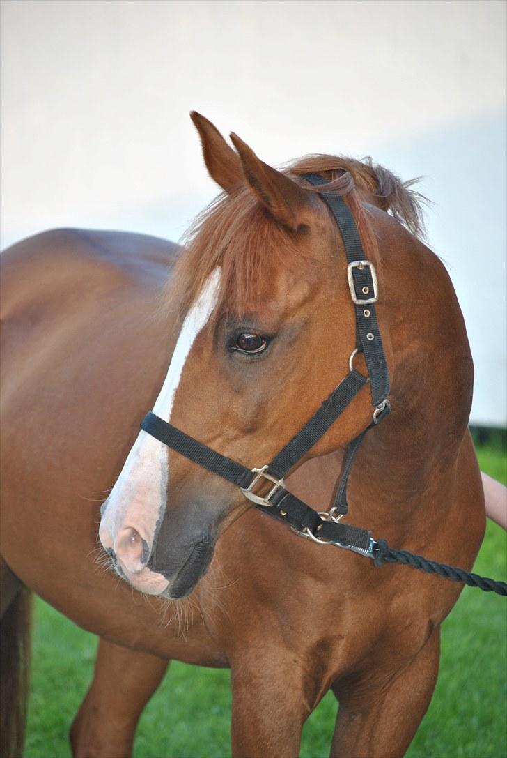 Hollandsk Sportspony Armando<3 -RIP billede 2