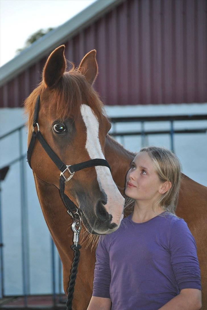 Hollandsk Sportspony Armando<3 -RIP billede 4