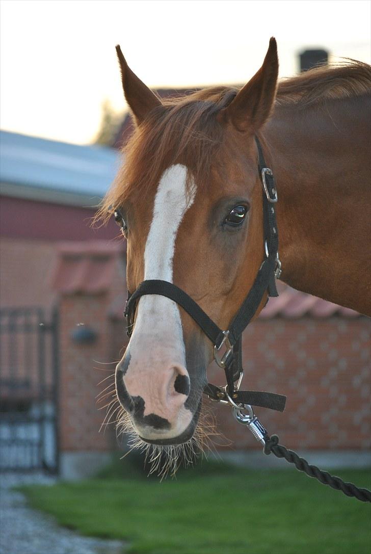 Hollandsk Sportspony Armando<3 -RIP billede 5