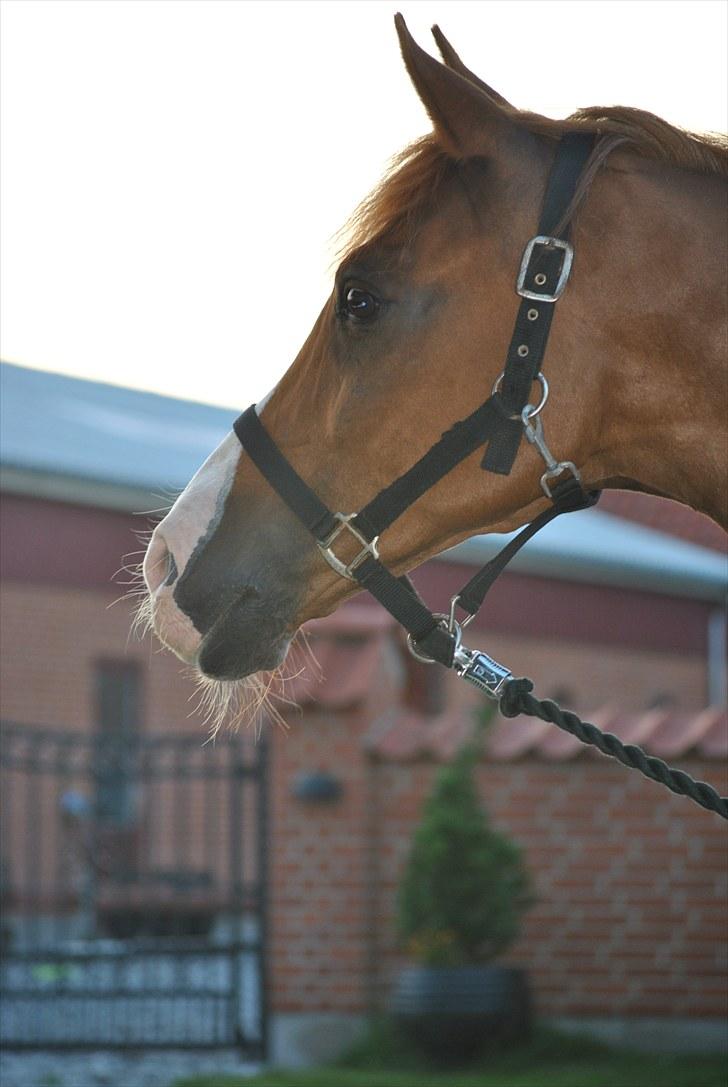 Hollandsk Sportspony Armando<3 -RIP billede 6