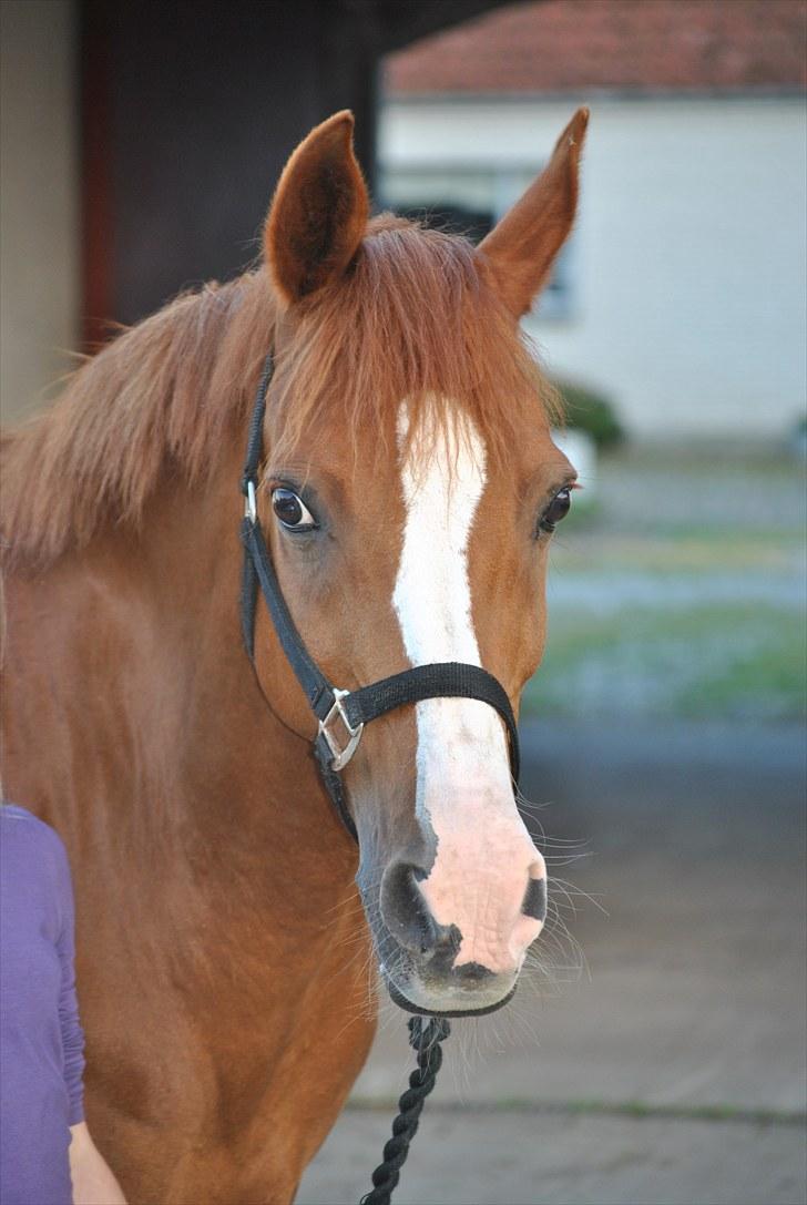 Hollandsk Sportspony Armando<3 -RIP billede 8