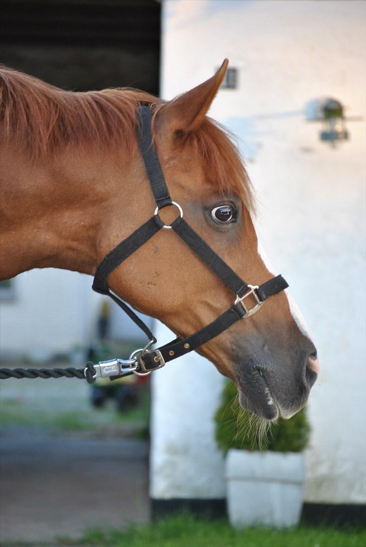 Hollandsk Sportspony Armando<3 -RIP billede 10