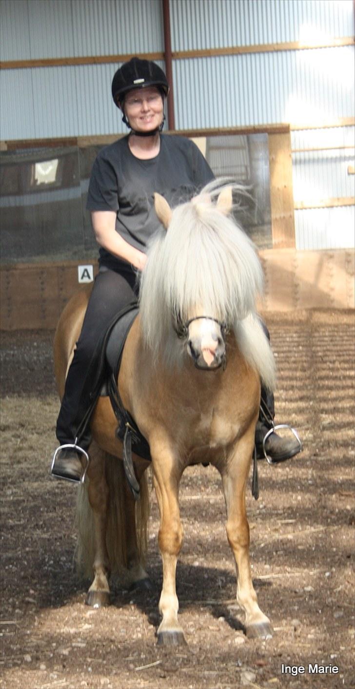 Islænder Perla fra Vossevangen - Jeg prøver Perla i ridehallen hos Conni og Svend på Læsø. billede 1