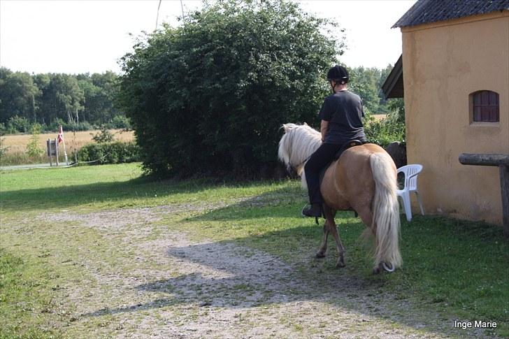 Islænder Perla fra Vossevangen - - og på en lille tur ud på øen. billede 2