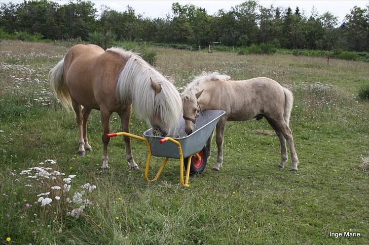 Islænder Perla fra Vossevangen - Så er Perla flyttet hjem til os. billede 3