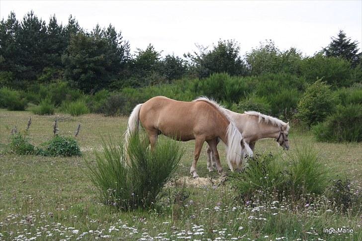 Islænder Perla fra Vossevangen - Perla har Krummi ved siden. Krummi skal flytte tilbage til Læsø, når han kan tages fra. billede 4