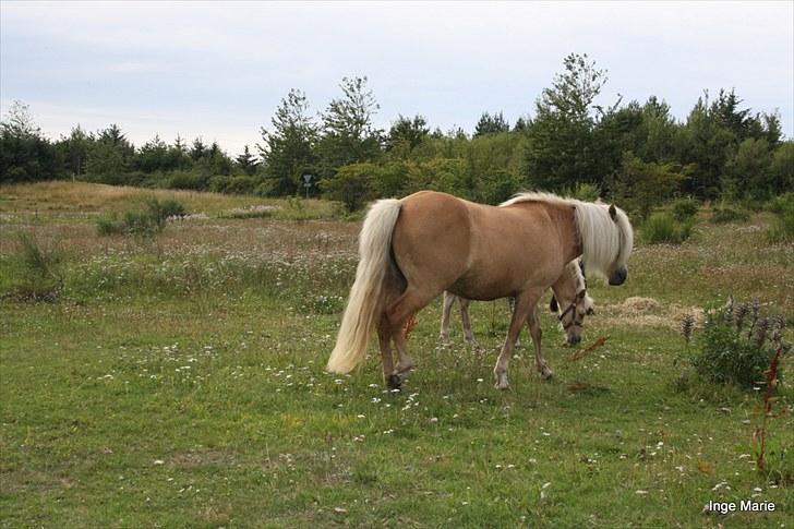 Islænder Perla fra Vossevangen - Perla er hurtig til at vænne sig til det nye sted. billede 5