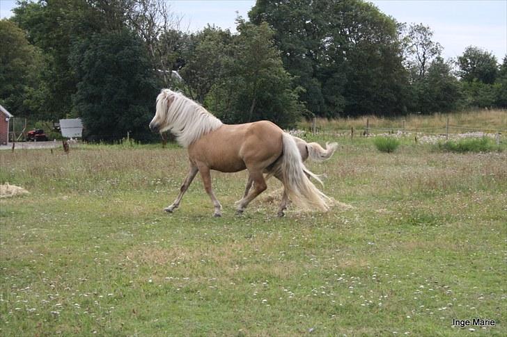 Islænder Perla fra Vossevangen - Men de andre heste bliver jaget væk de første dage.  billede 6