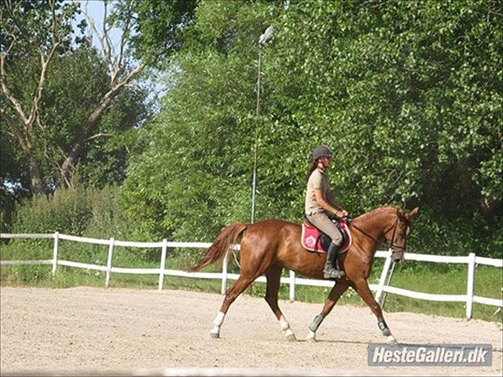 Pinto Araber Kjærgaards  charmeurSOLGT - Lidt dressur:) billede 11