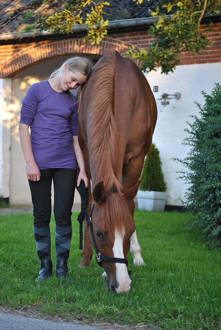 Hollandsk Sportspony Armando<3 -RIP billede 17