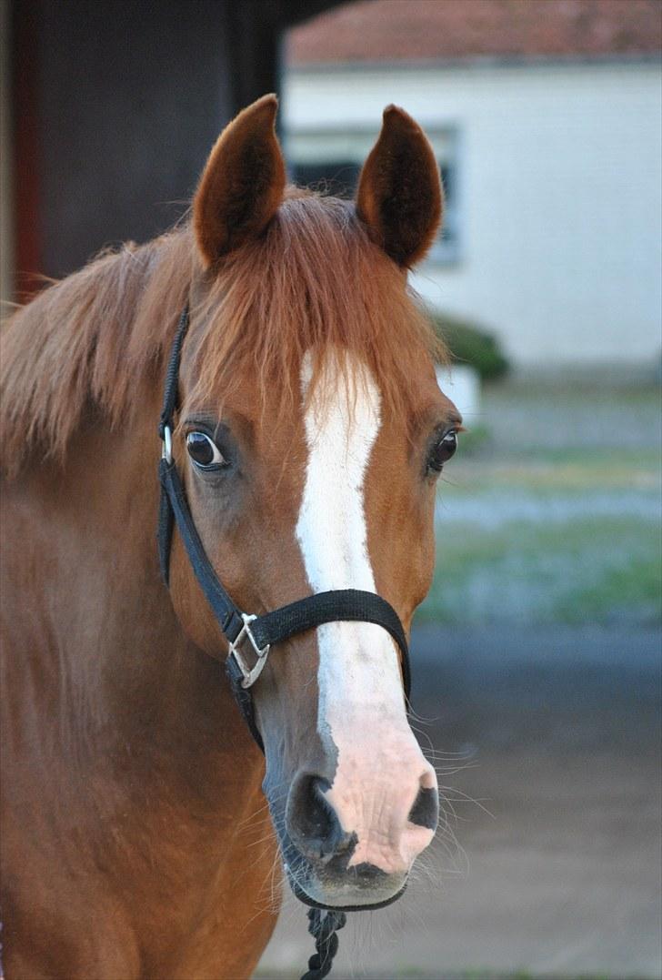 Hollandsk Sportspony Armando<3 -RIP billede 19