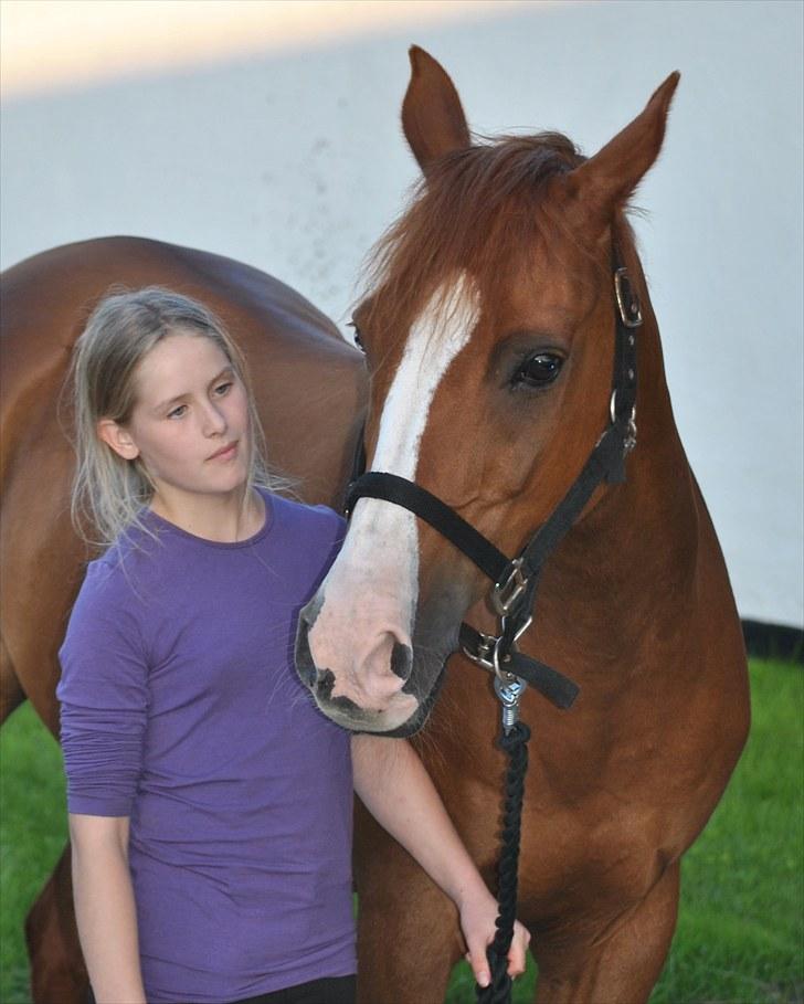 Hollandsk Sportspony Armando<3 -RIP billede 20