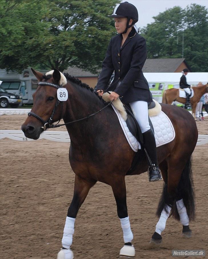 New Forest Mankehøjs Glamour<3 SOLGT:'-( - my world is nothing without you sweetie billede 6