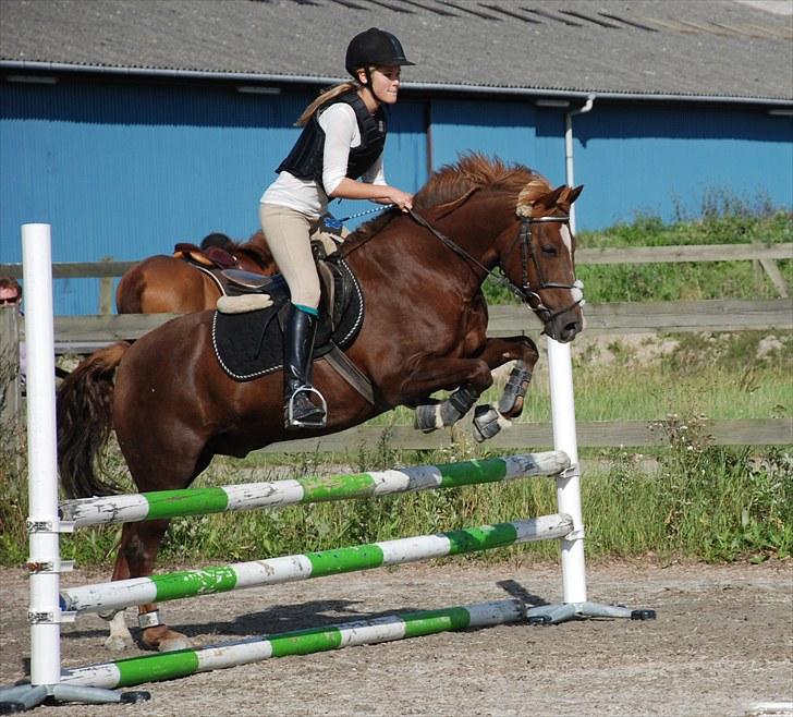 DSP Dalagergårds I-Do - lækker pony<3 billede 8