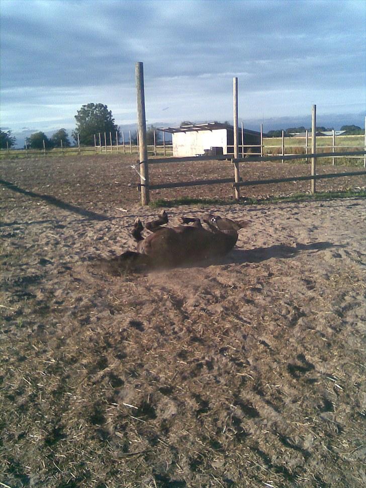 Shetlænder Claus † RIP † 10/9-11:( - jeg vil være BeskidT :P billede 9