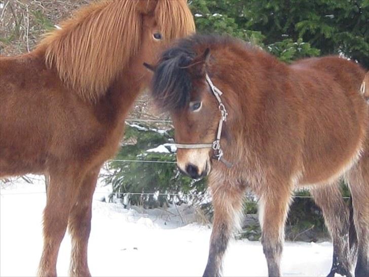 Islænder Ìmynd fra jernbjerg /Aflivet/ billede 7