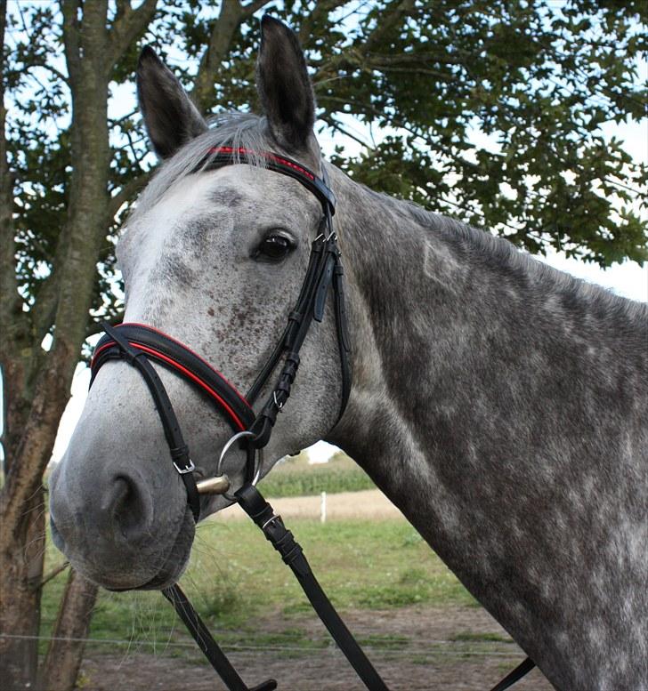 Dansk Varmblod Quiet nice - Quiet Nice RDH 416  i profil billede 19