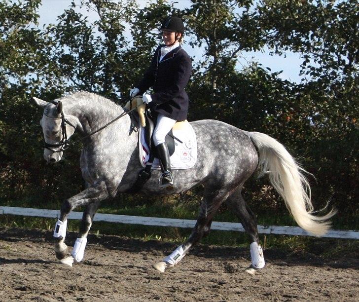 Dansk Varmblod Quiet nice - Quiet Nice RDH 416  Stævne blev nr. 1. billede 20