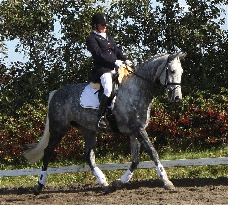 Dansk Varmblod Quiet nice - Quiet Nice RDH 416  Stævne blev nr. 1. billede 18