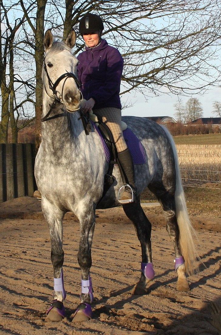 Dansk Varmblod Quiet nice - Quiet Nice RDH 416 d.19-03-2011 billede 21