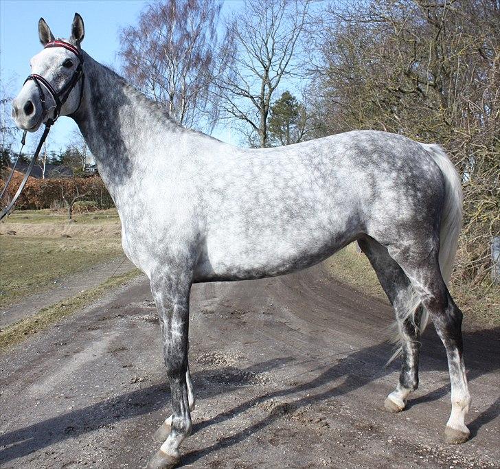 Dansk Varmblod Quiet nice - Quiet Nice RDH 416 d.16-03-2011 billede 36