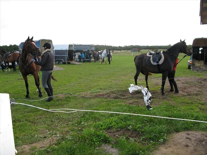 Westfaler wiktoria  billede 15