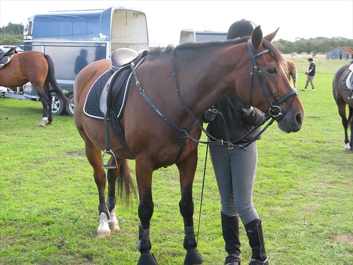 Westfaler wiktoria  billede 17