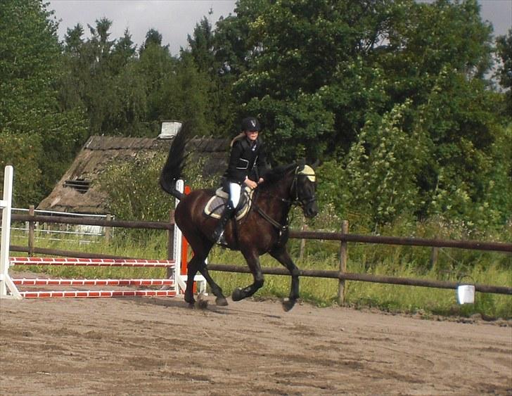 Anden særlig race | CHOPIN. - Klubmesterskab i spring. Vi blev nr. 2 :) billede 14