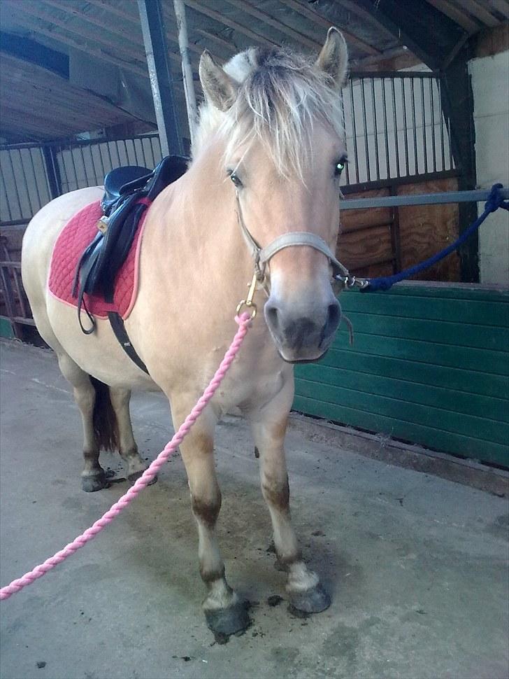 Fjordhest Ronja - Ved at blive sadlet op billede 10