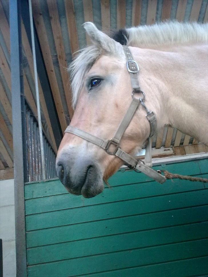 Fjordhest Ronja - Ronja set nedefra billede 11