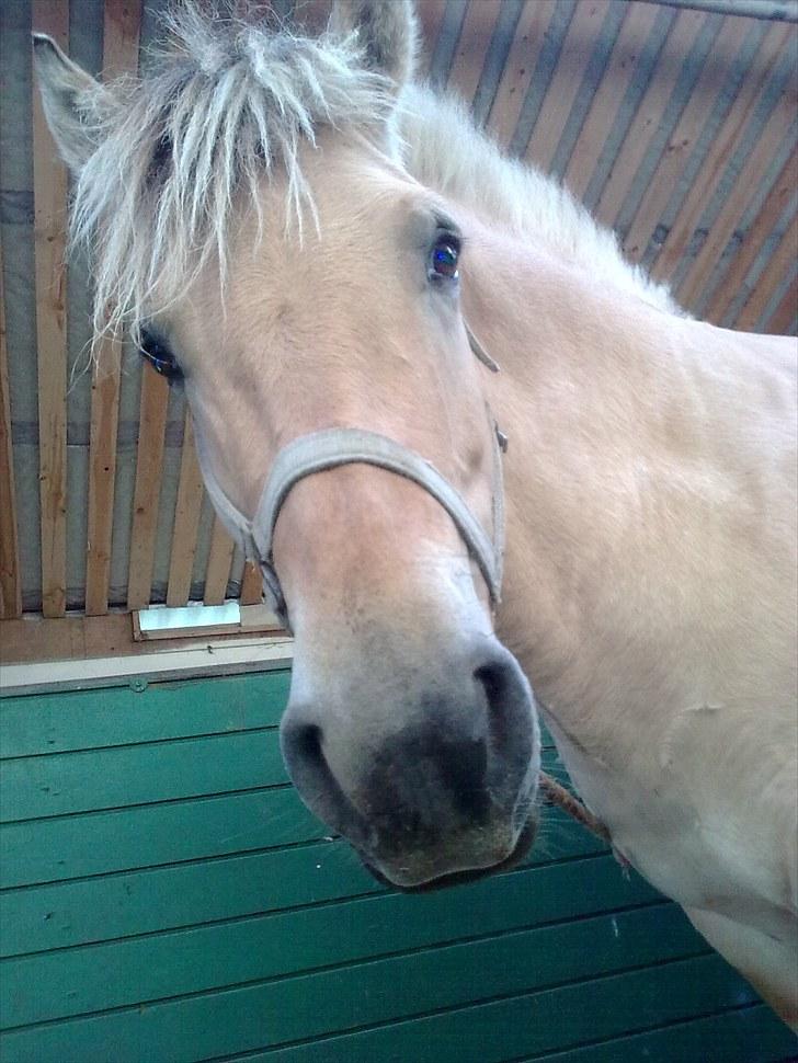 Fjordhest Ronja - Bøøøh billede 12