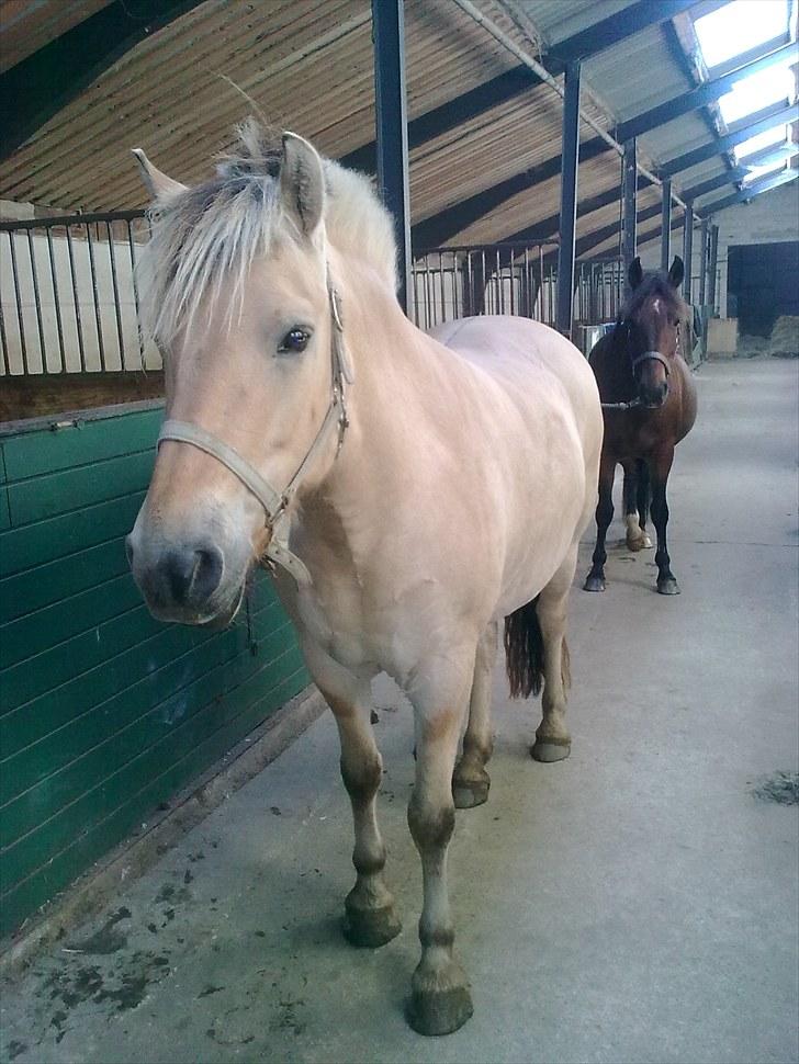 Fjordhest Ronja - Ronja og Cindy der står bagved billede 13