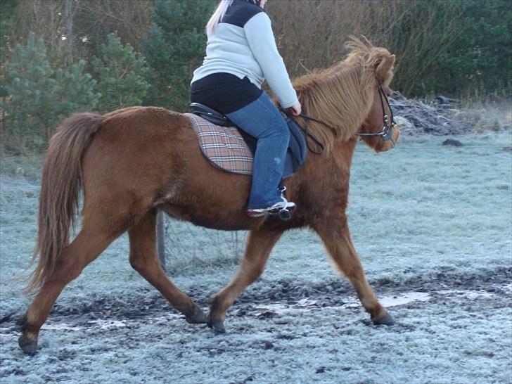 Islænder Villimey Fra Gammelsogn billede 2