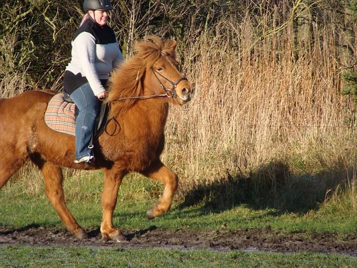 Islænder Villimey Fra Gammelsogn billede 3