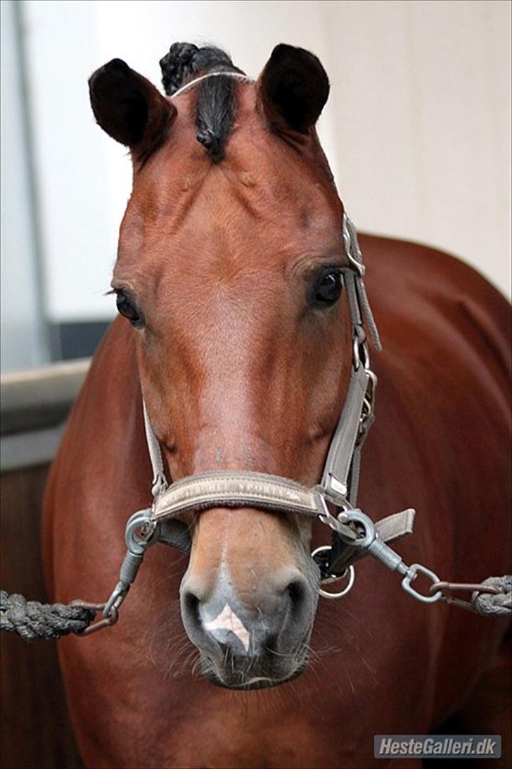 New Forest Kantje's Thierry B-pony RIP - Smukke smukke Thierry til DM med Kathrine (forrige ejer) ! (o:  Foto: Cecilia Demant billede 3
