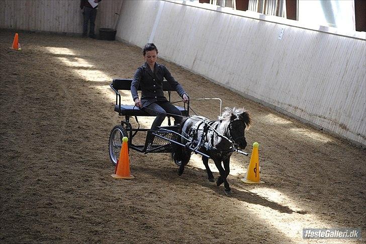 Dansk Miniature » Teglmosen Sonny-boy.  - Toppekørsel - 1plads :-))<3 han var seej. billede 5