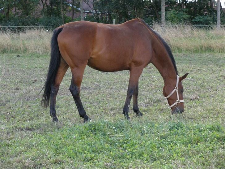 Holstener Cassiopeia R.I.P billede 2