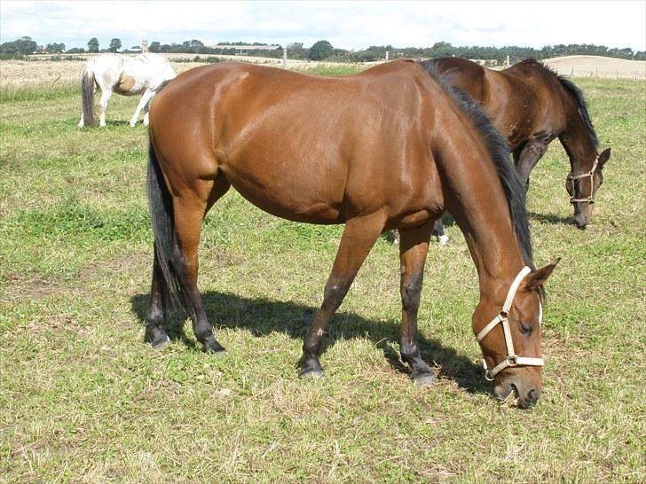 Holstener Cassiopeia R.I.P billede 3