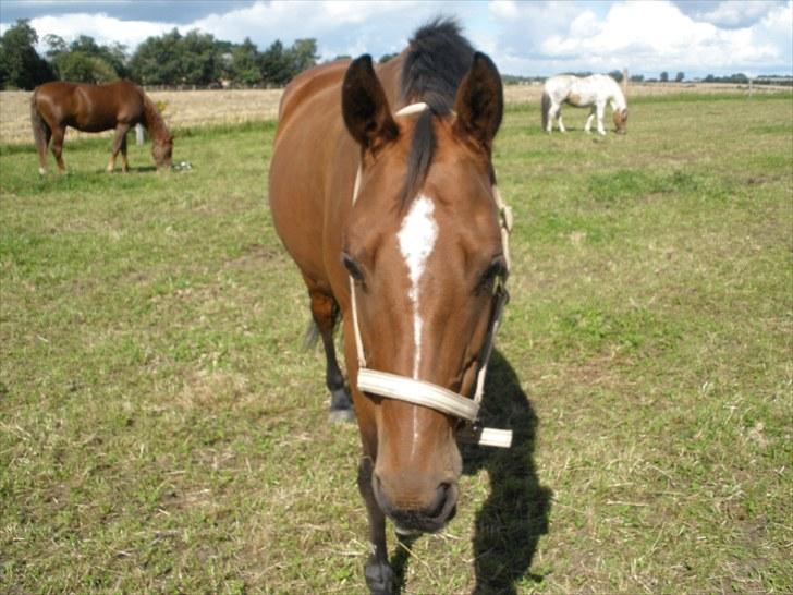 Holstener Cassiopeia R.I.P billede 4