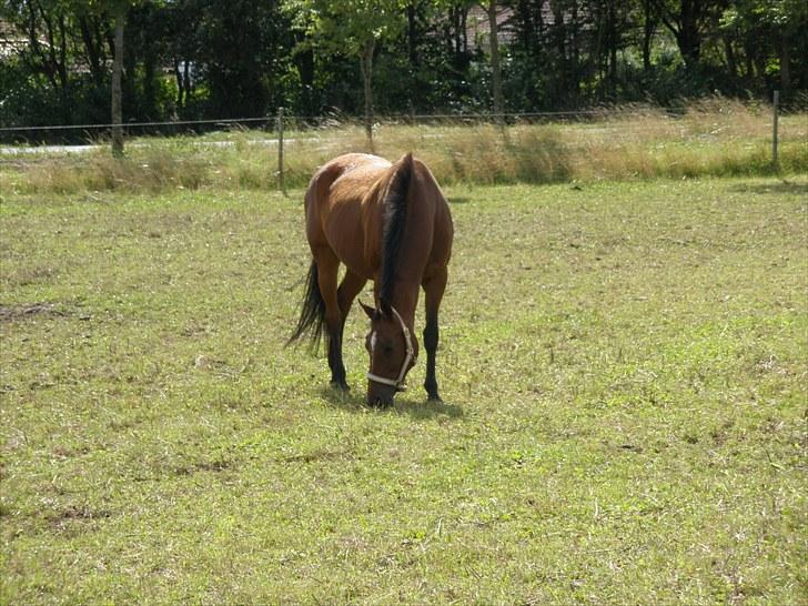 Holstener Cassiopeia R.I.P billede 5