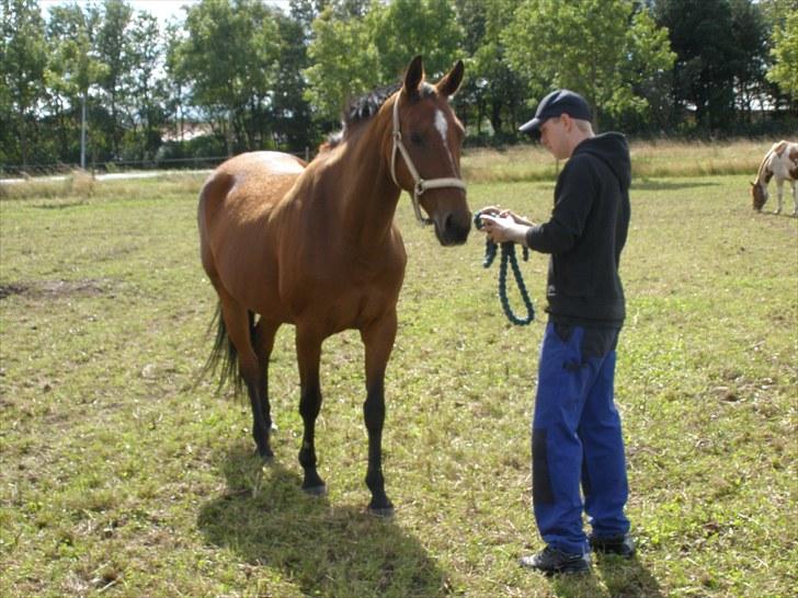 Holstener Cassiopeia R.I.P billede 6