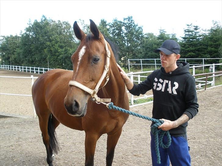 Holstener Cassiopeia R.I.P billede 7