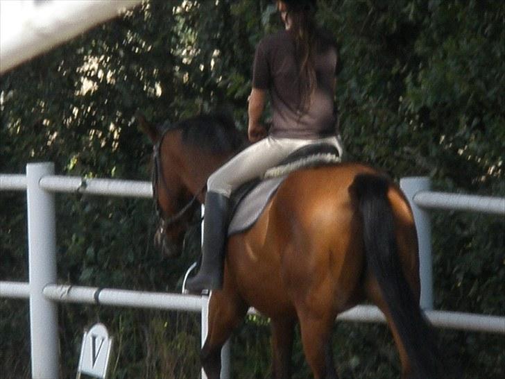 Holstener Cassiopeia R.I.P billede 8