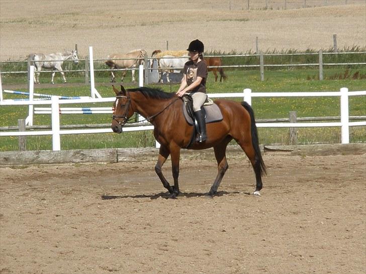 Holstener Cassiopeia R.I.P billede 9